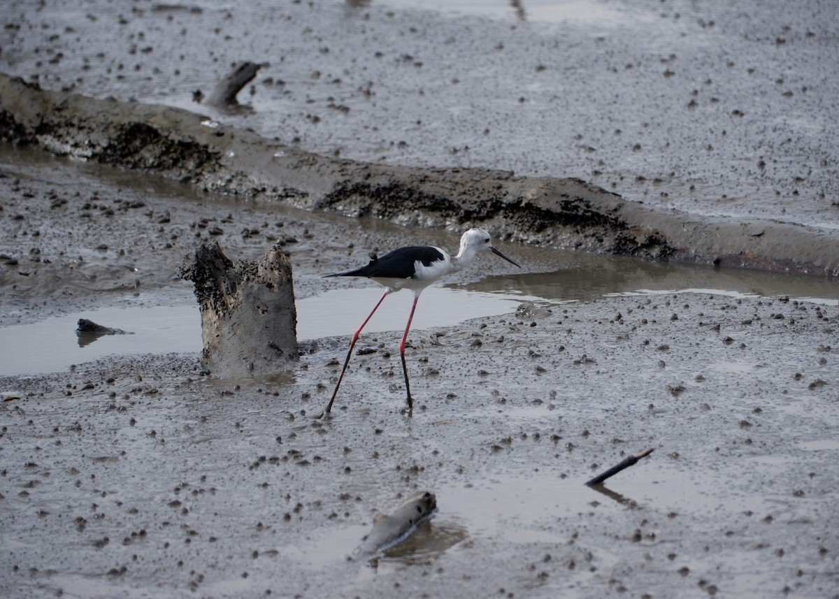 Black-winged Stilt - ML645374648