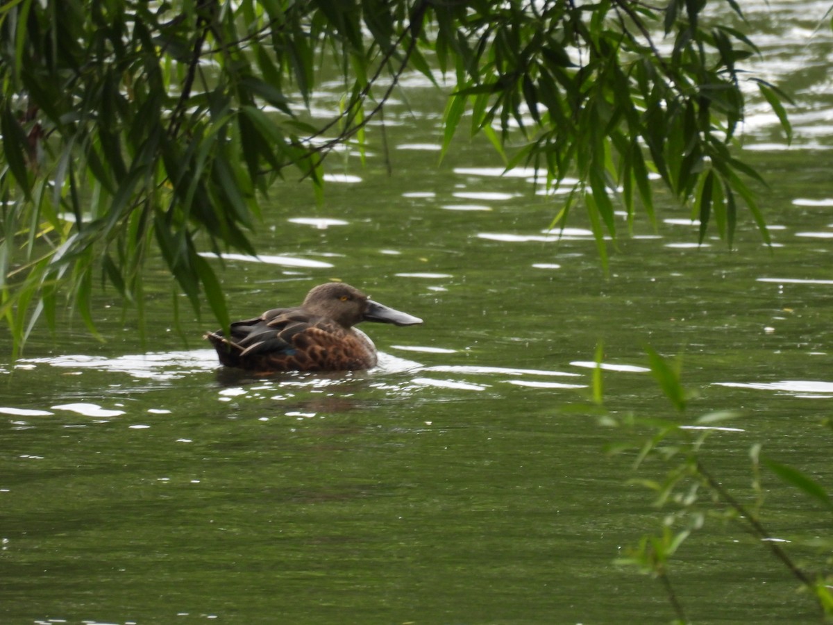 Canard bridé - ML645374649