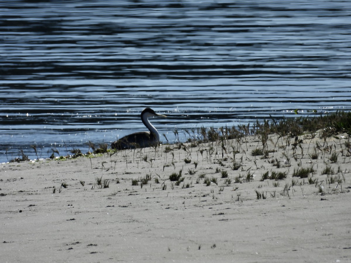 Western Grebe - ML645374650
