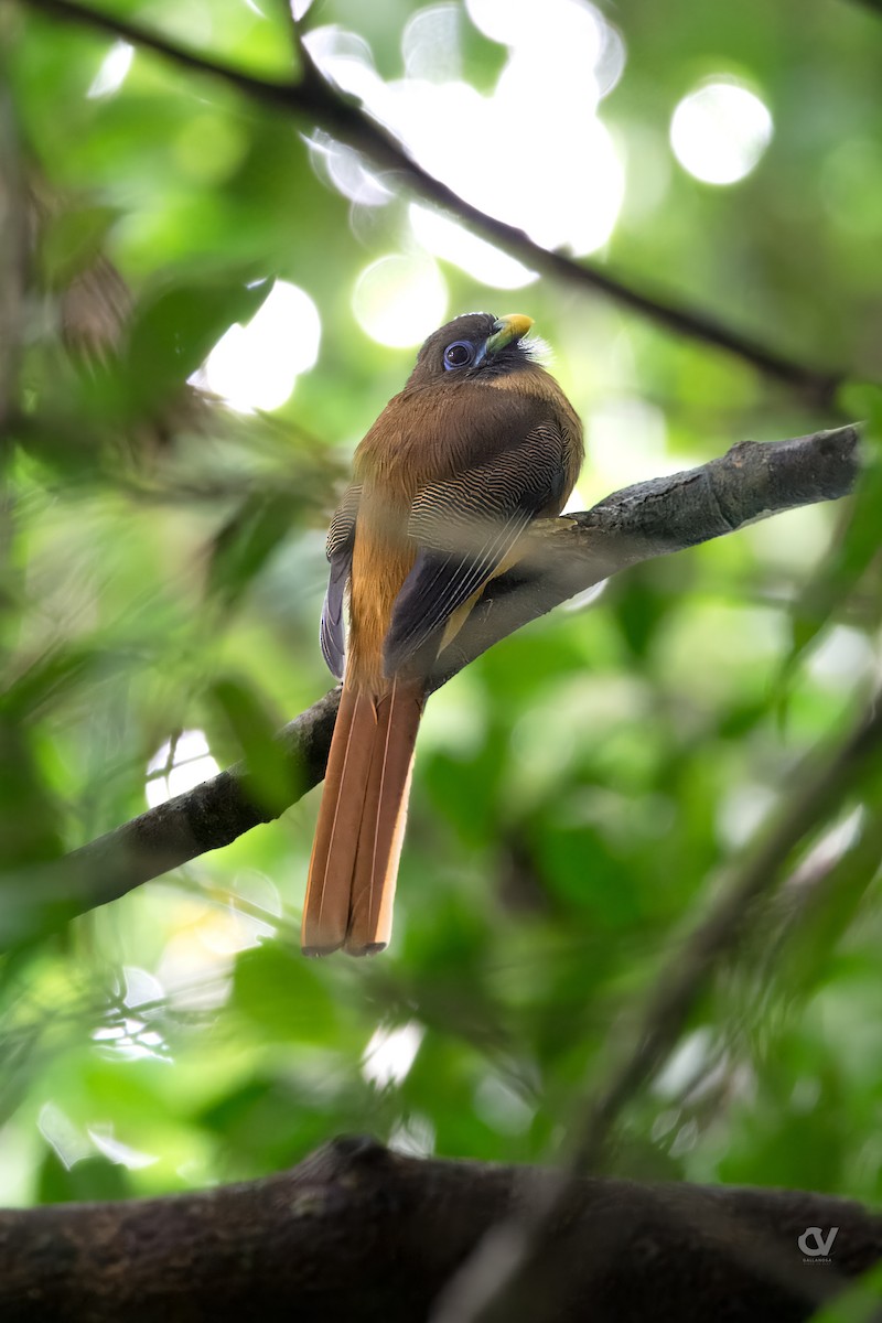Philippine Trogon - ML645374655
