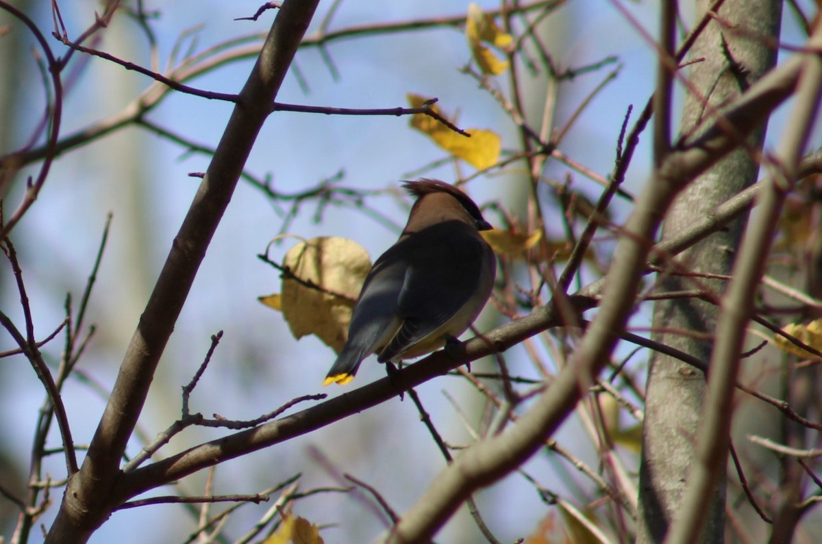 Cedar Waxwing - ML645374658