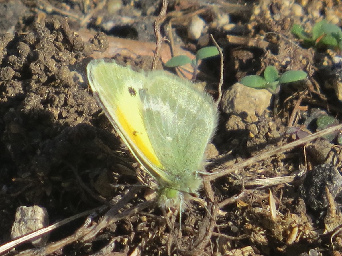 Dainty Sulphur - ML645374663
