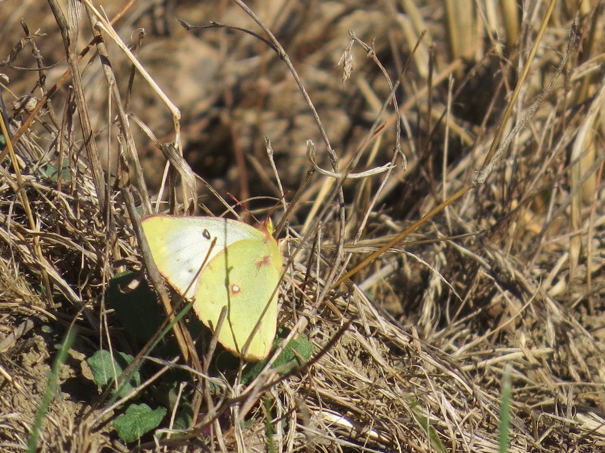 Orange Sulphur - ML645374665