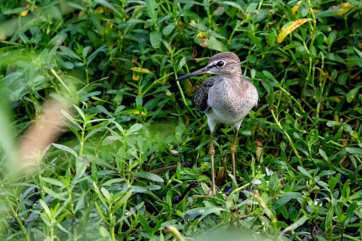 vodouš bahenní - ML645374666