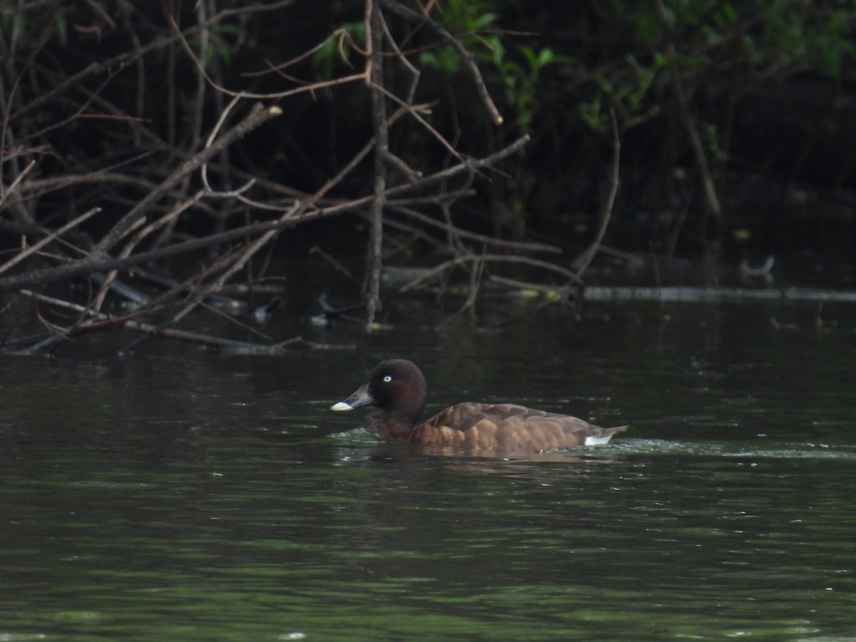 Hardhead - ML645374691