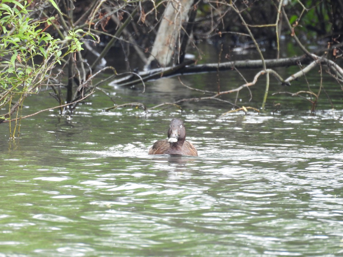 Hardhead - ML645374692