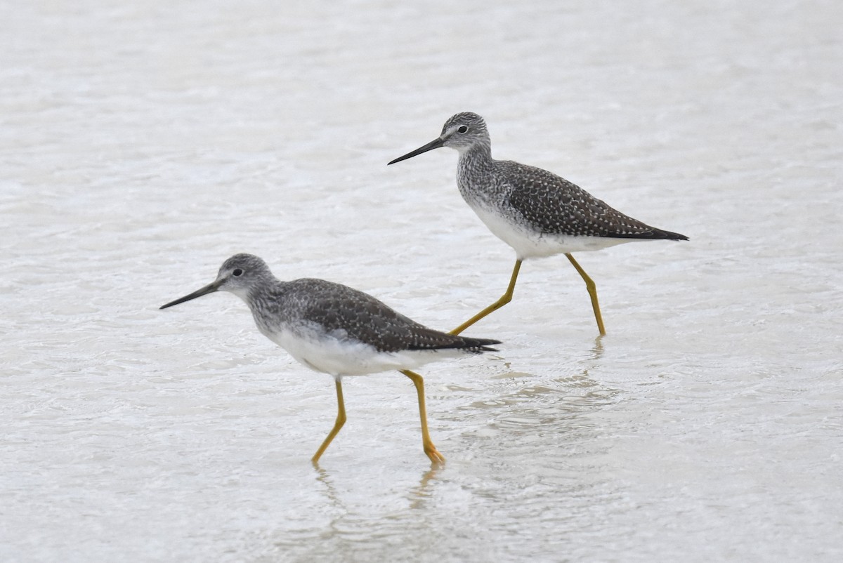 Greater Yellowlegs - ML645374700
