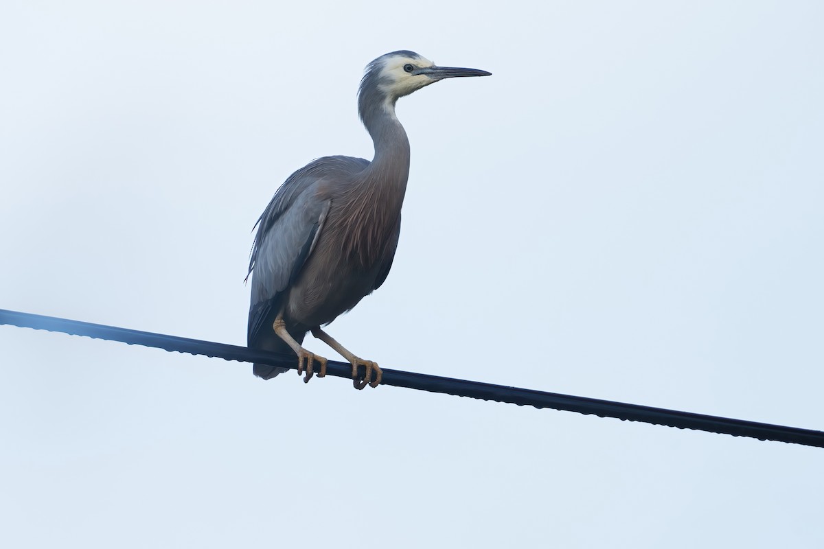 White-faced Heron - ML645374704