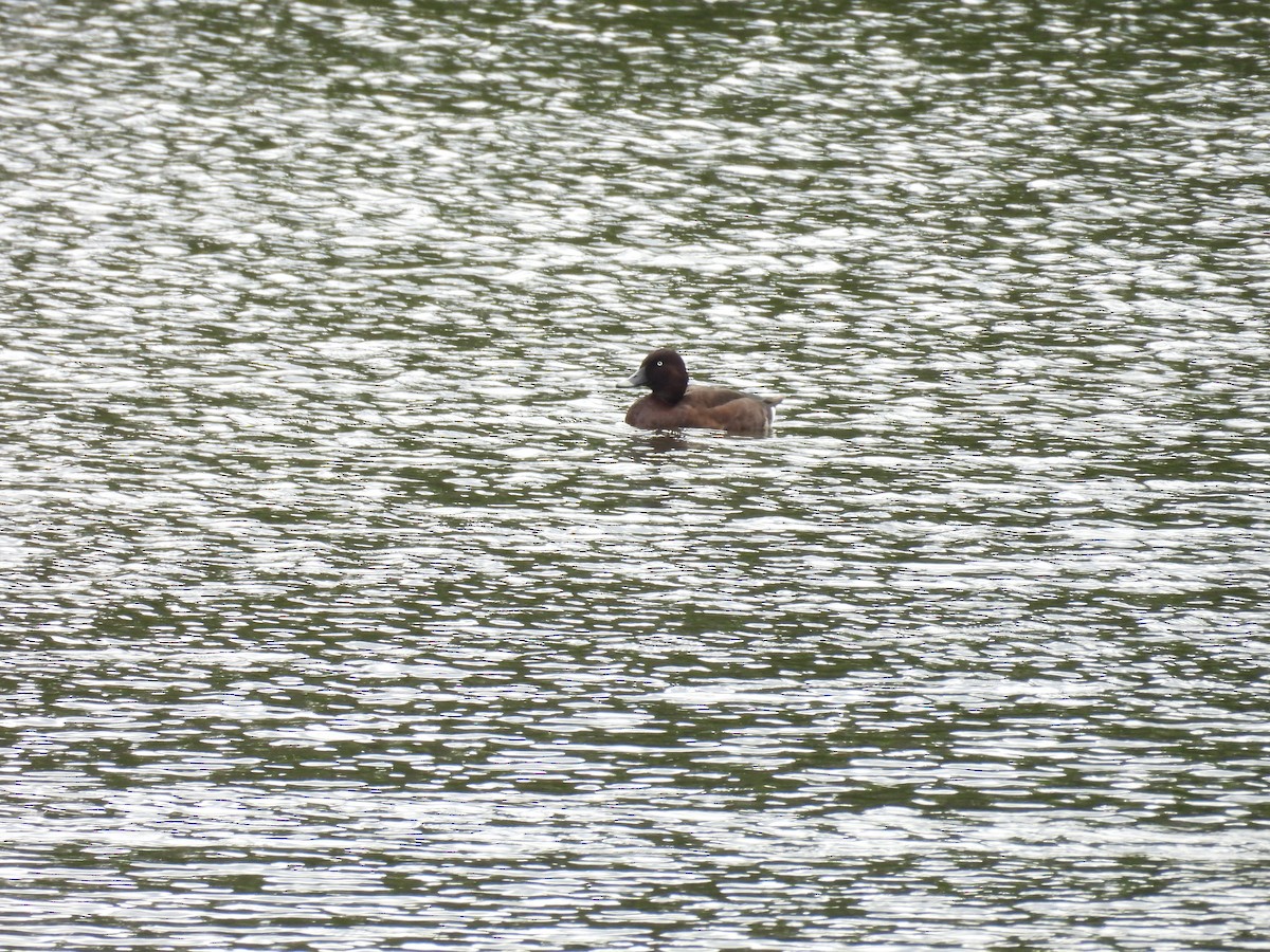 Hardhead - ML645374709