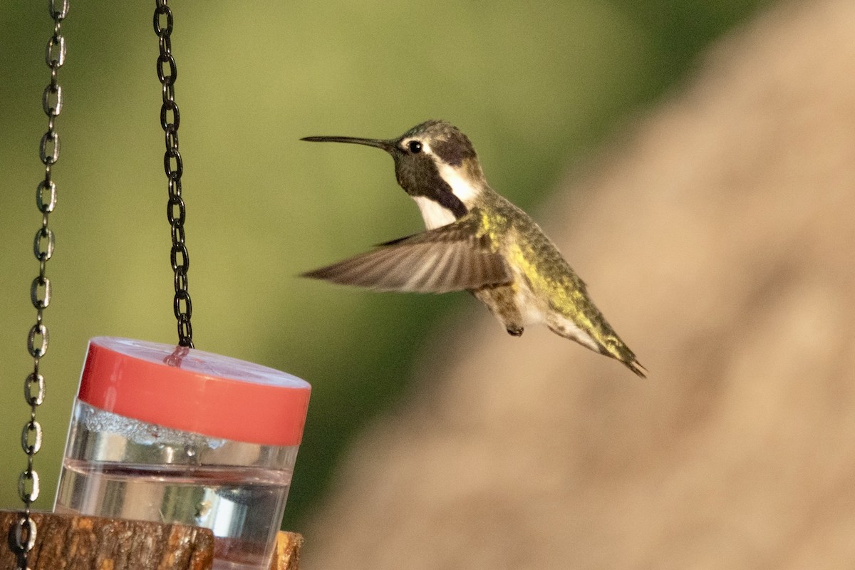 Costa's Hummingbird - ML645374712
