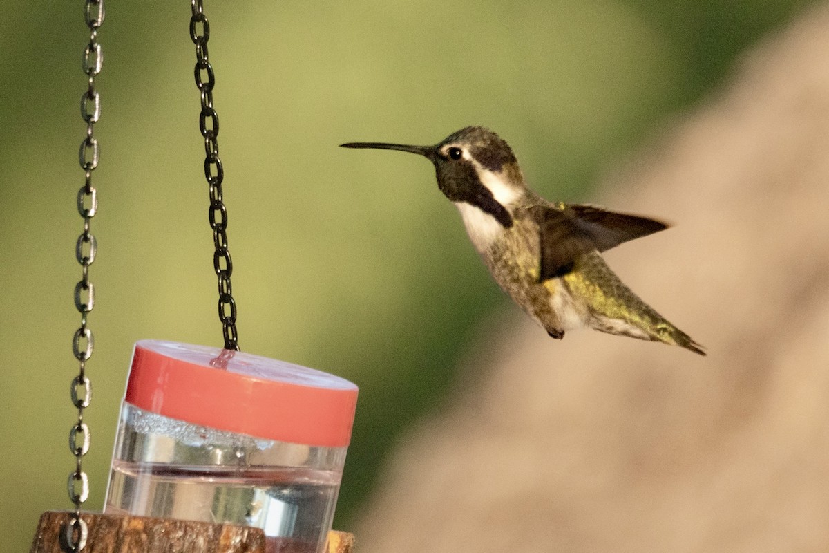 Costa's Hummingbird - ML645374715