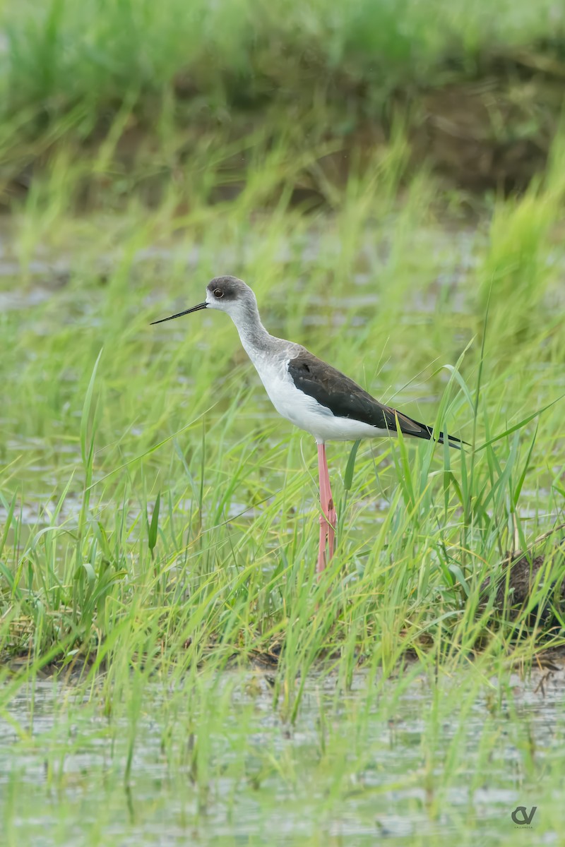 Black-winged Stilt - ML645374716