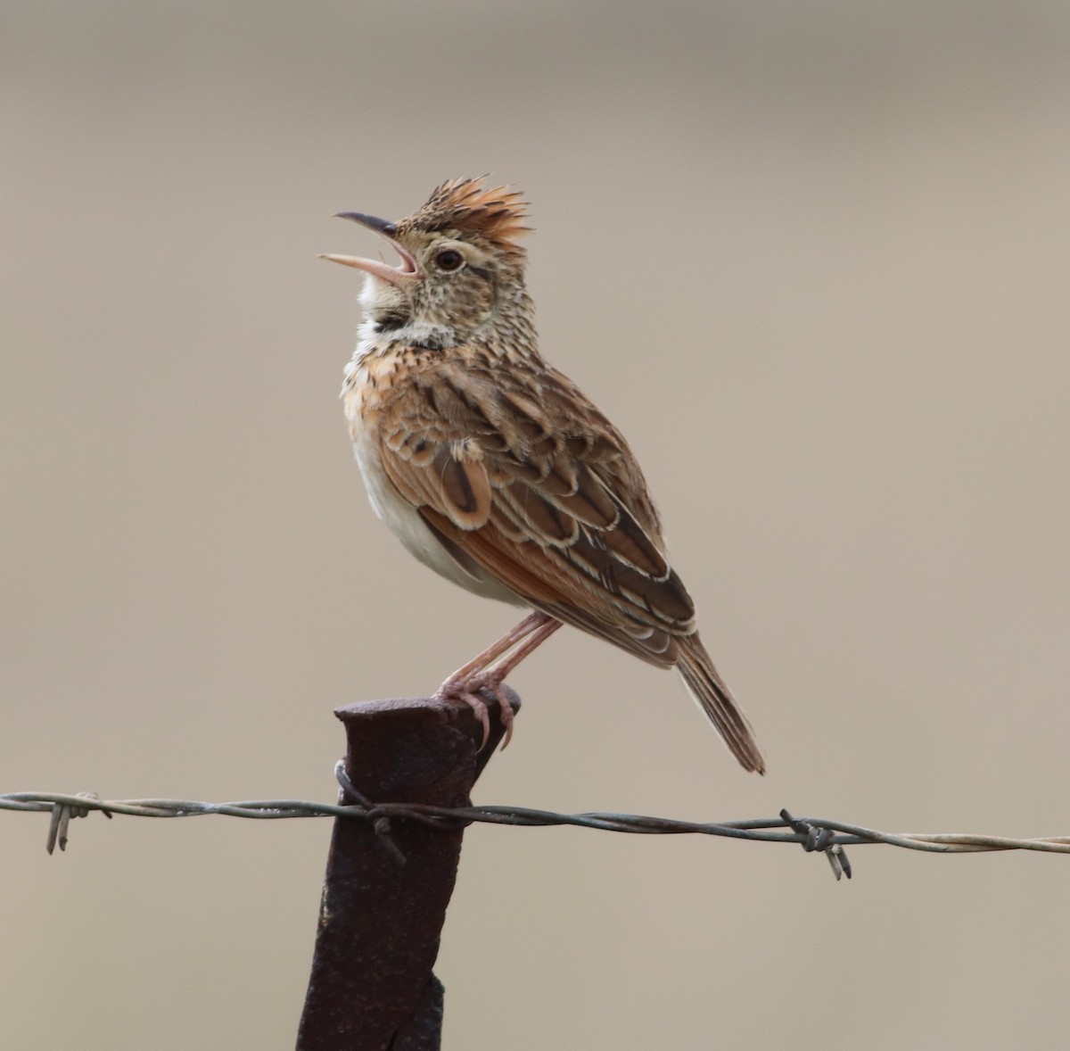 Rufous-naped Lark - ML645374717