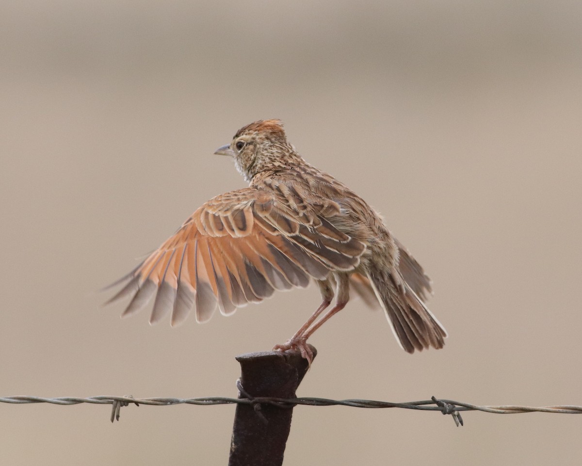 Rufous-naped Lark - ML645374719