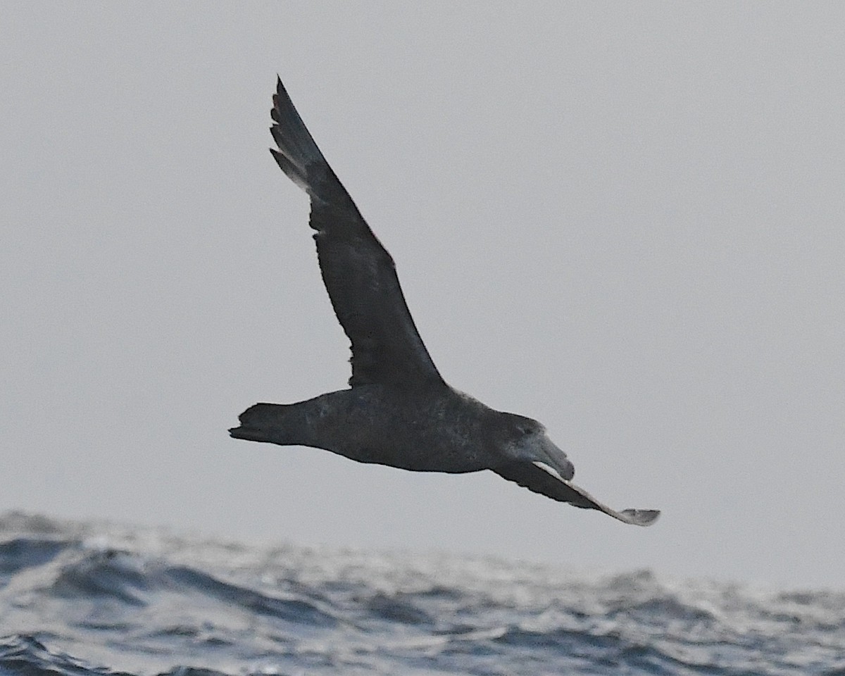 Kuzey Dev Fırtınakuşu - ML645374721