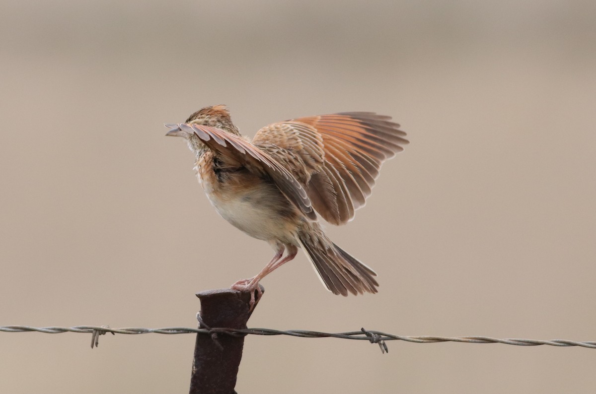 Rufous-naped Lark - ML645374722