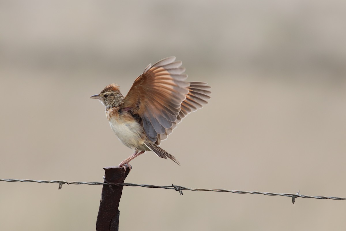 Rufous-naped Lark - ML645374723