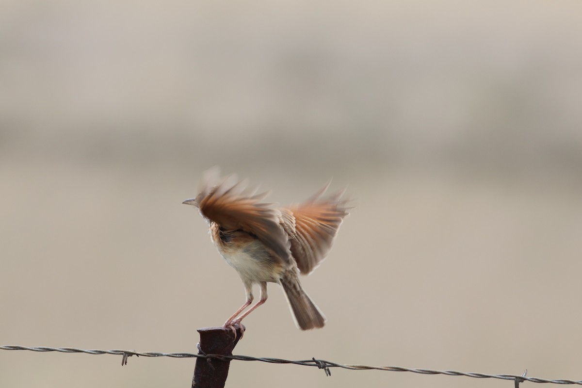 Rufous-naped Lark - ML645374724