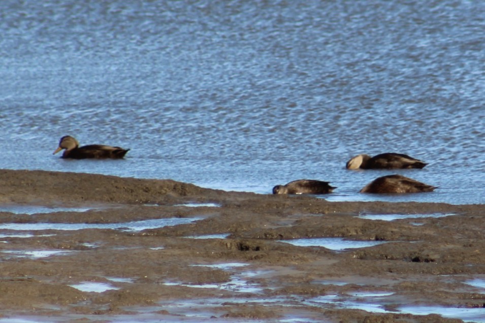 American Black Duck - ML645374733