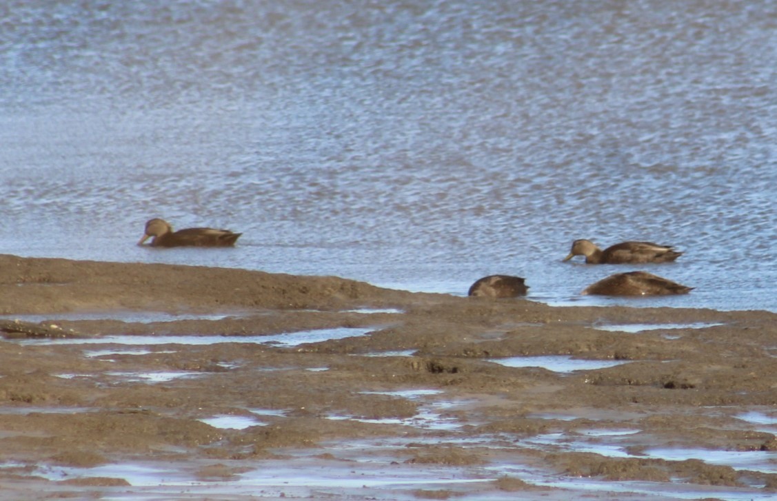 American Black Duck - ML645374734
