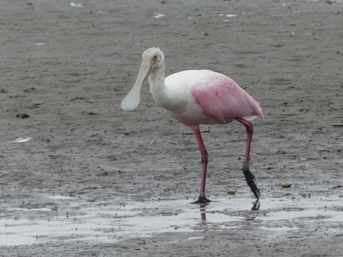 Roseate Spoonbill - ML645374736