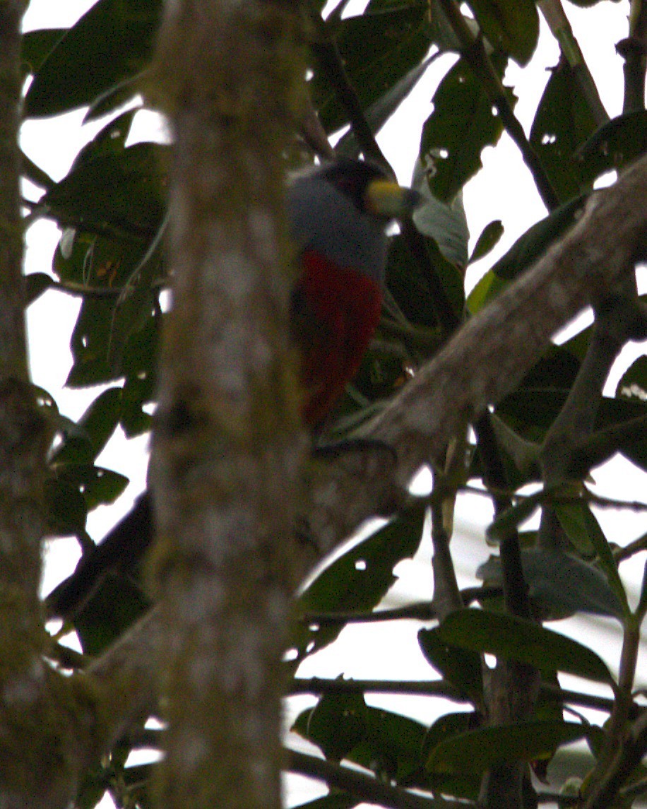 Toucan Barbet - ML645374737