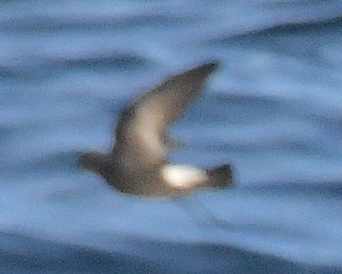 Wilson's Storm-Petrel - ML645374745