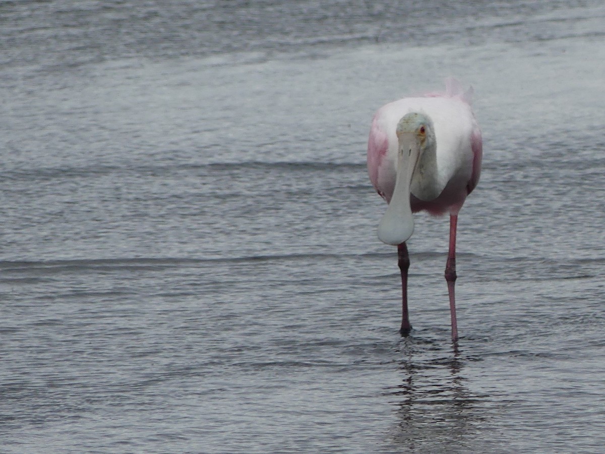 Roseate Spoonbill - ML645374747
