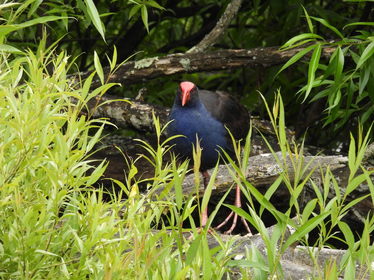 Australasian Swamphen - ML645374748