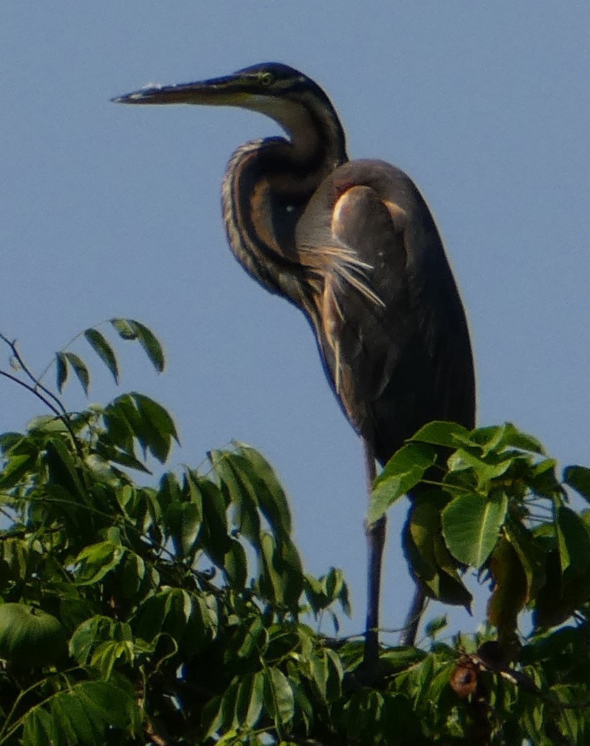 Purple Heron - ML645374755