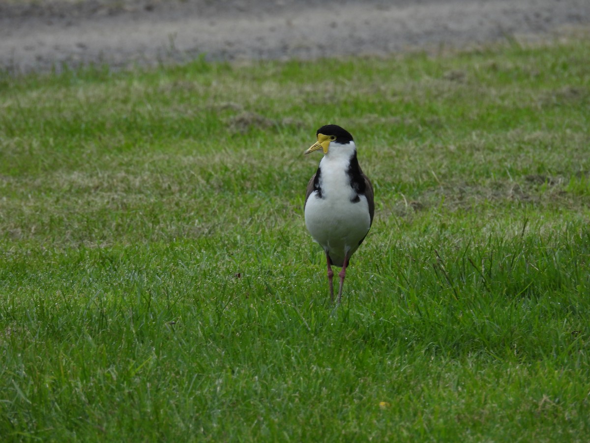 Masked Lapwing (Black-shouldered) - ML645374756