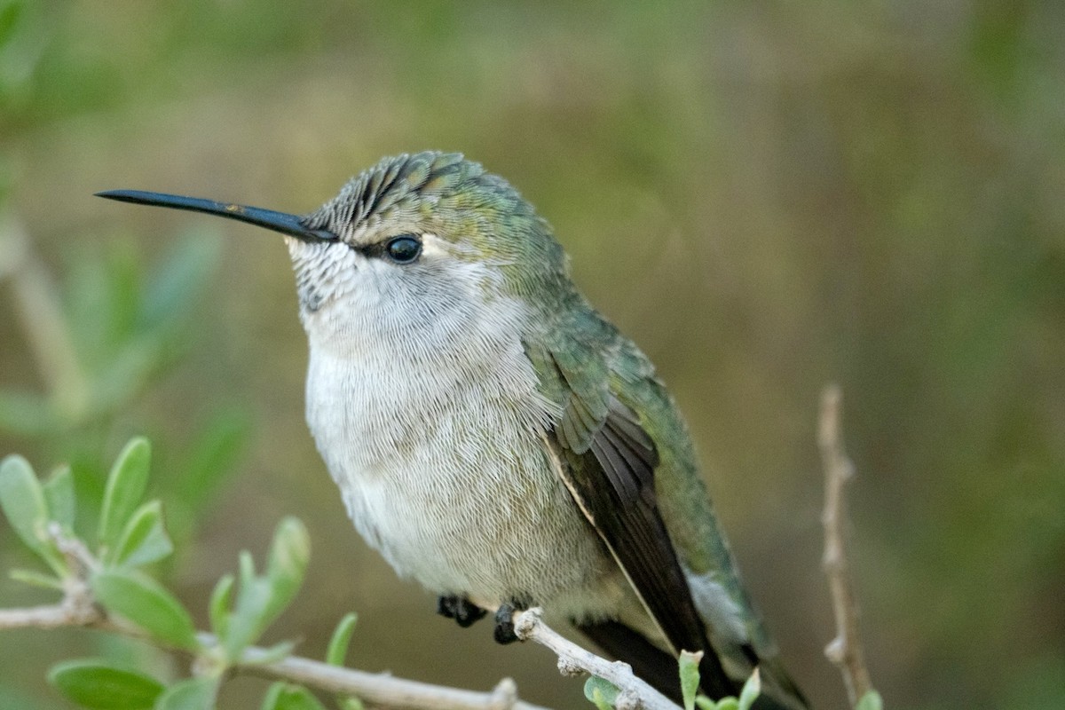Costa's Hummingbird - ML645374757