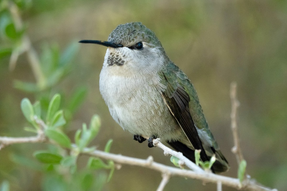 Costa's Hummingbird - ML645374758
