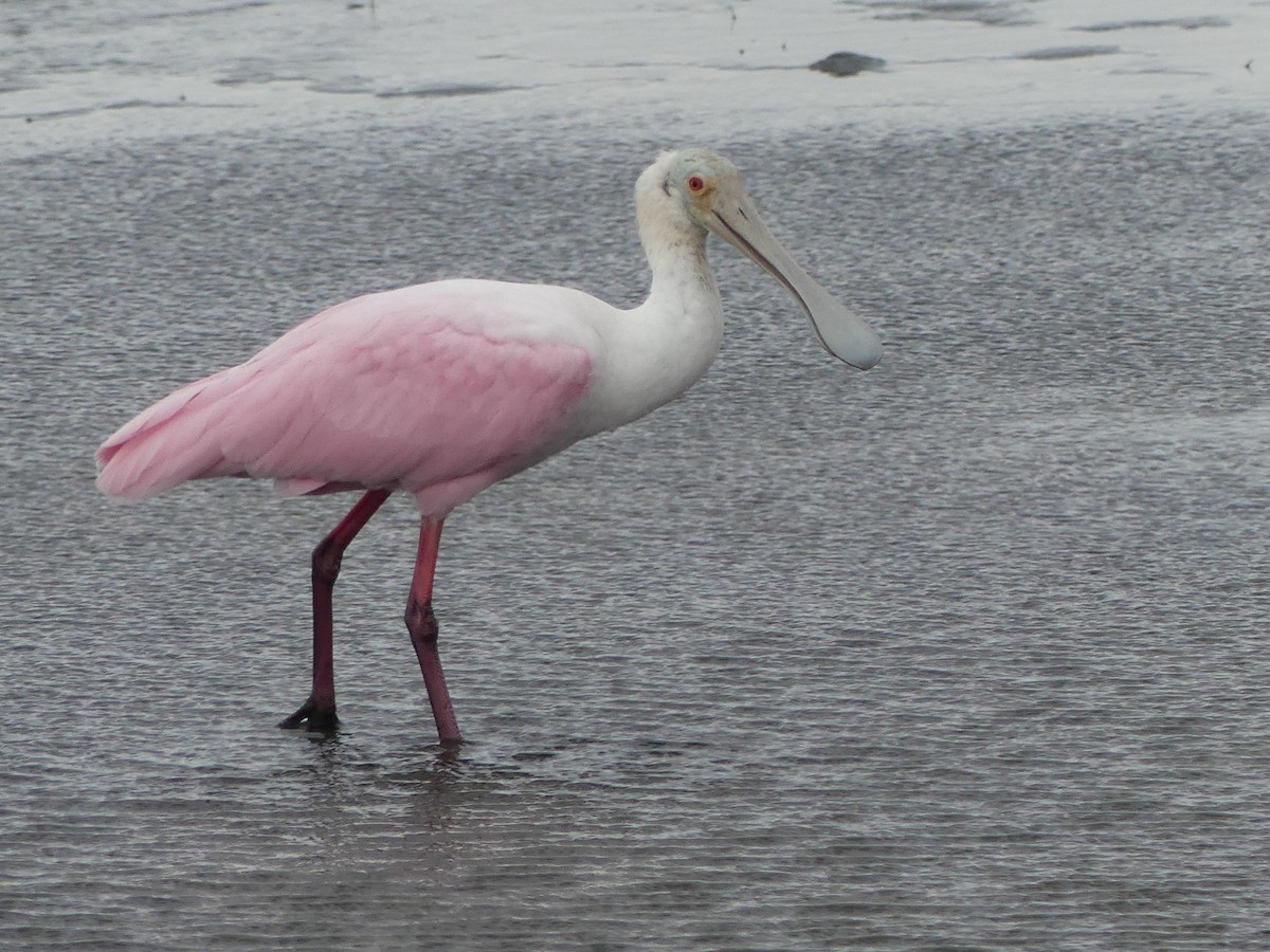 Roseate Spoonbill - ML645374761