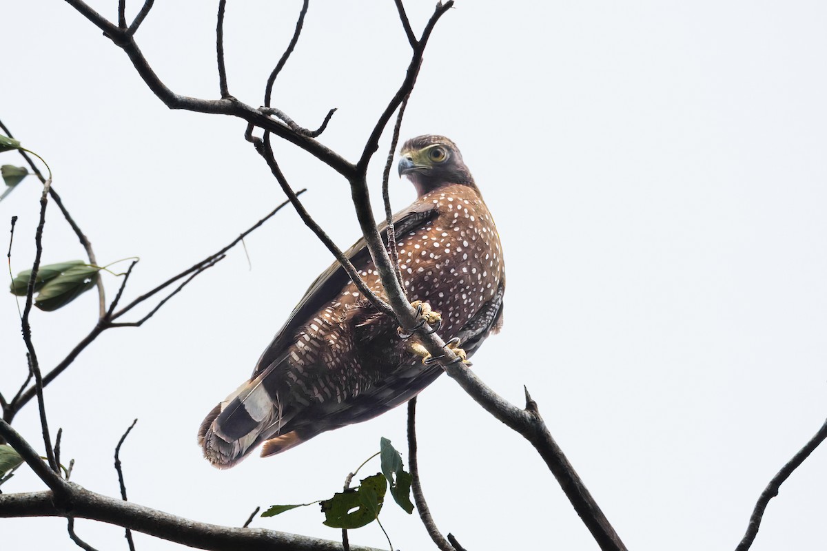 Philippine Serpent-Eagle - ML645374762