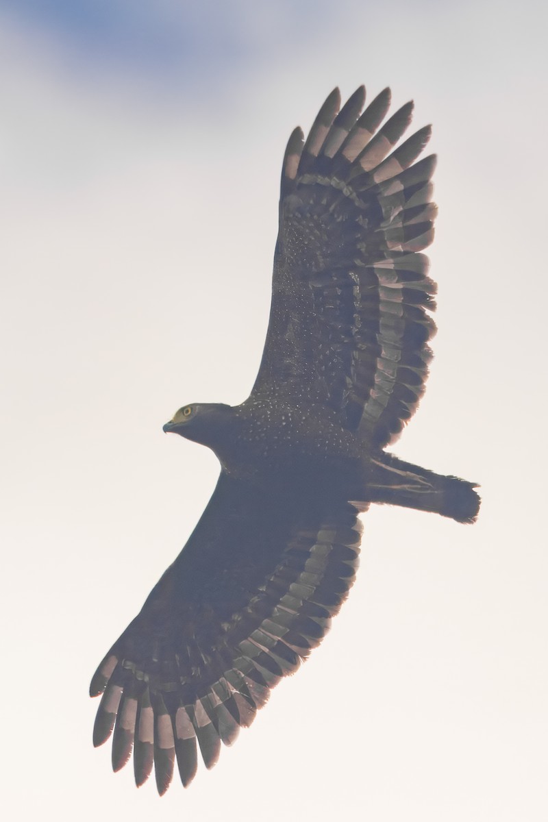 Philippine Serpent-Eagle - ML645374763