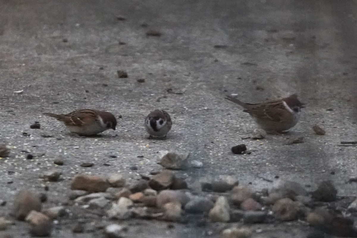 Ağaç Serçesi - ML645374764