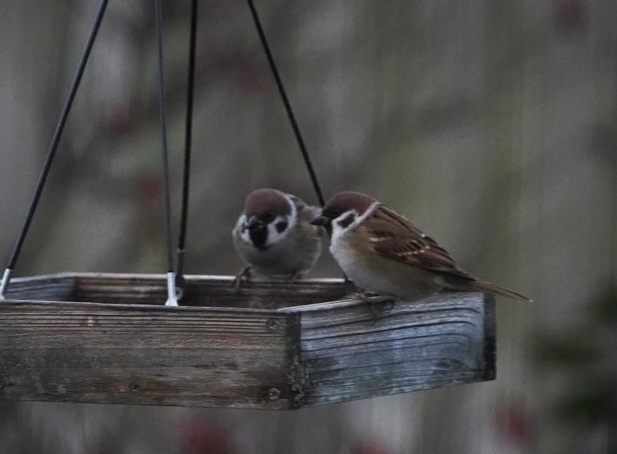 Ağaç Serçesi - ML645374765