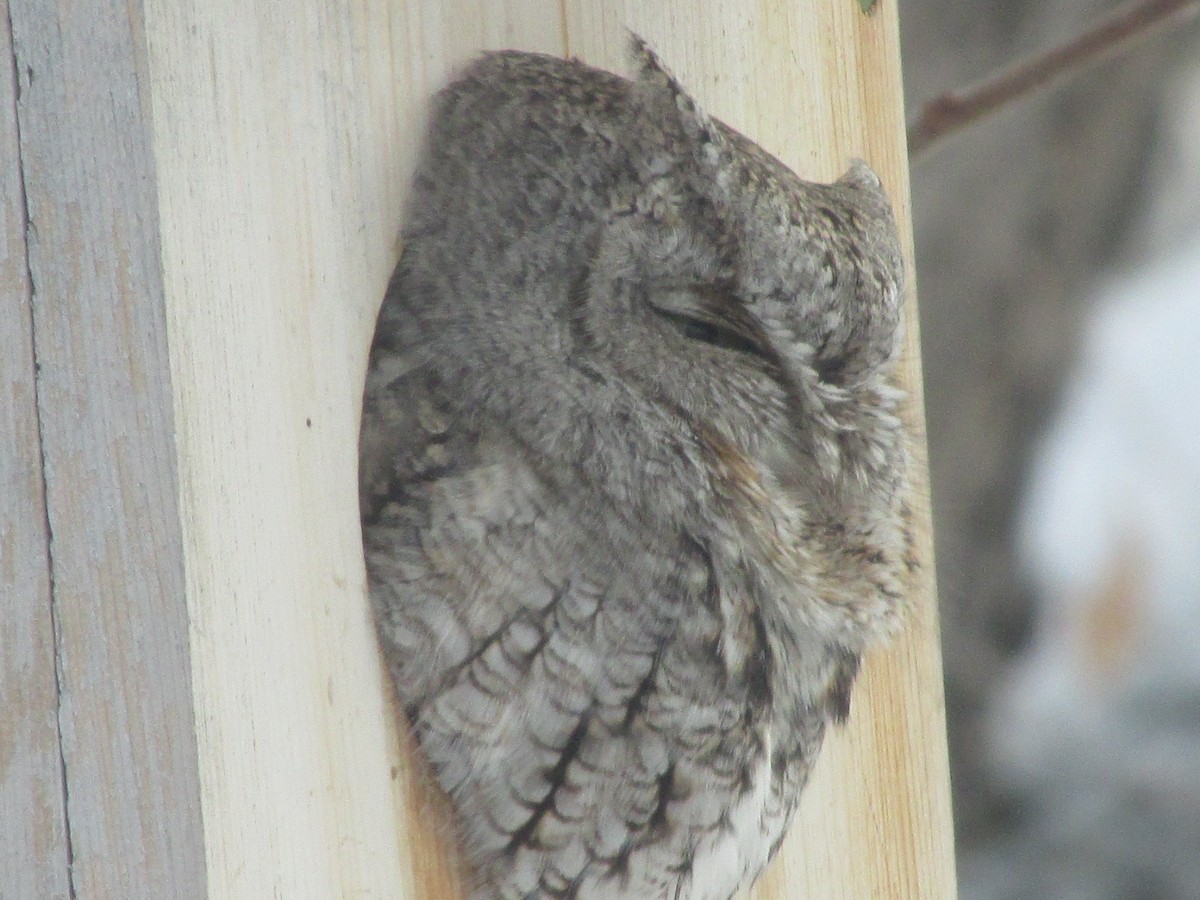 Eastern Screech-Owl - ML645374766