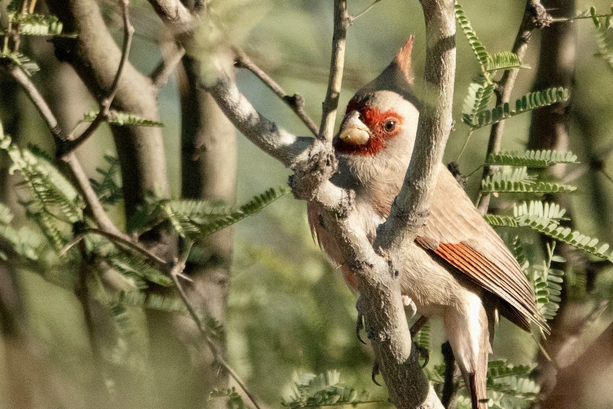Pyrrhuloxia - ML645374767