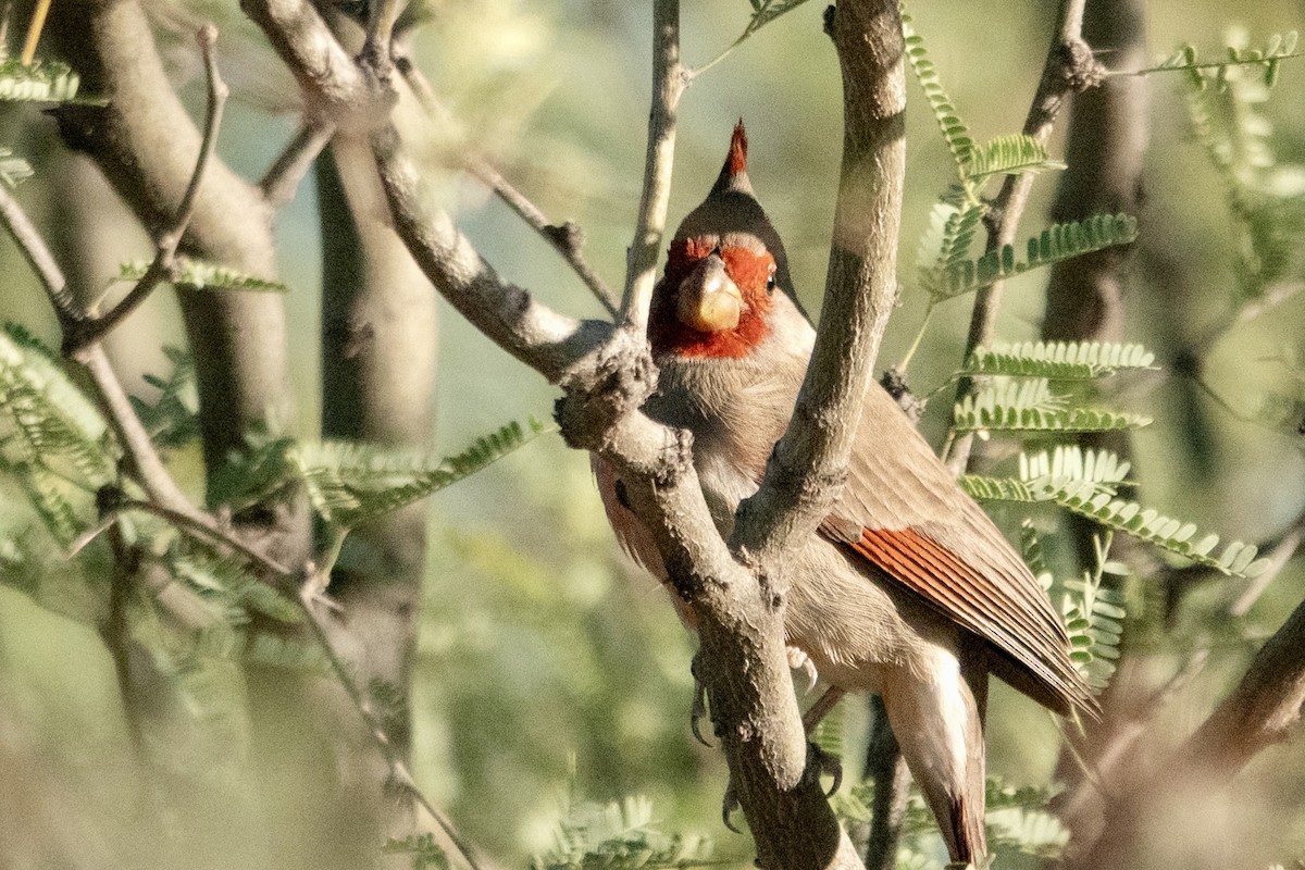 Pyrrhuloxia - ML645374768
