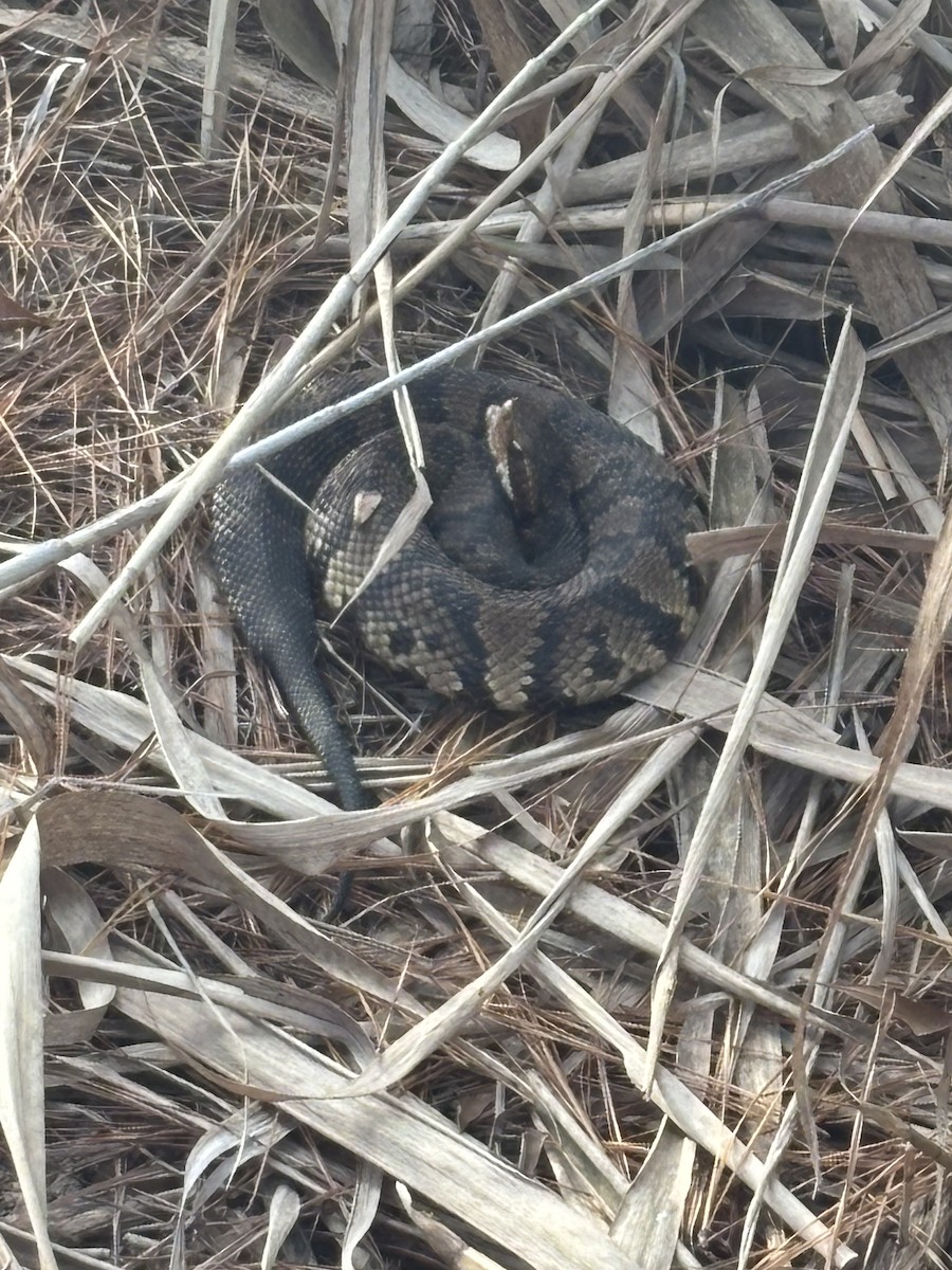 Northern Cottonmouth - ML645374771