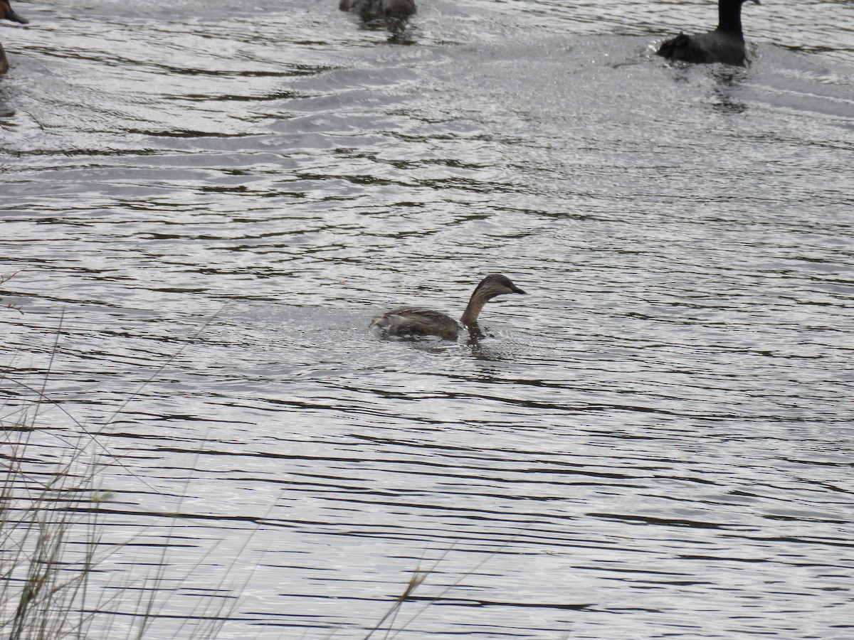 Hoary-headed Grebe - ML645374780