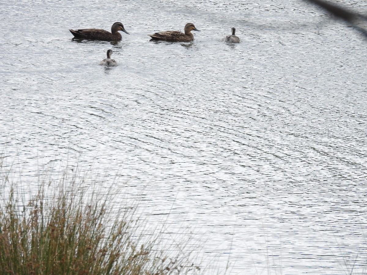 Hoary-headed Grebe - ML645374781