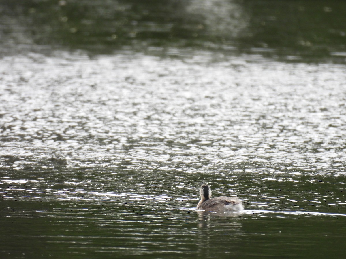 Hoary-headed Grebe - ML645374782