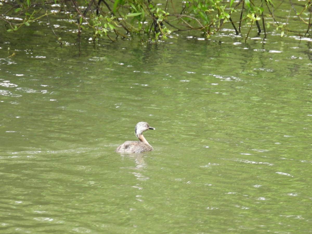 Hoary-headed Grebe - ML645374783