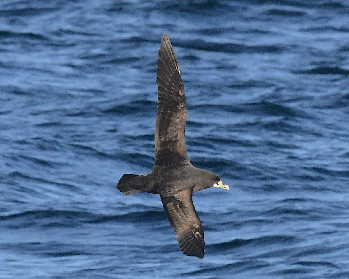 White-chinned Petrel - ML645374784