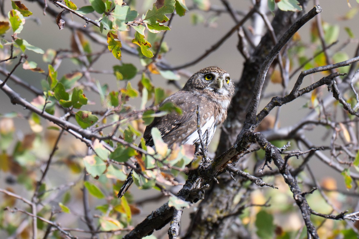 Northern Pygmy-Owl - ML645374787