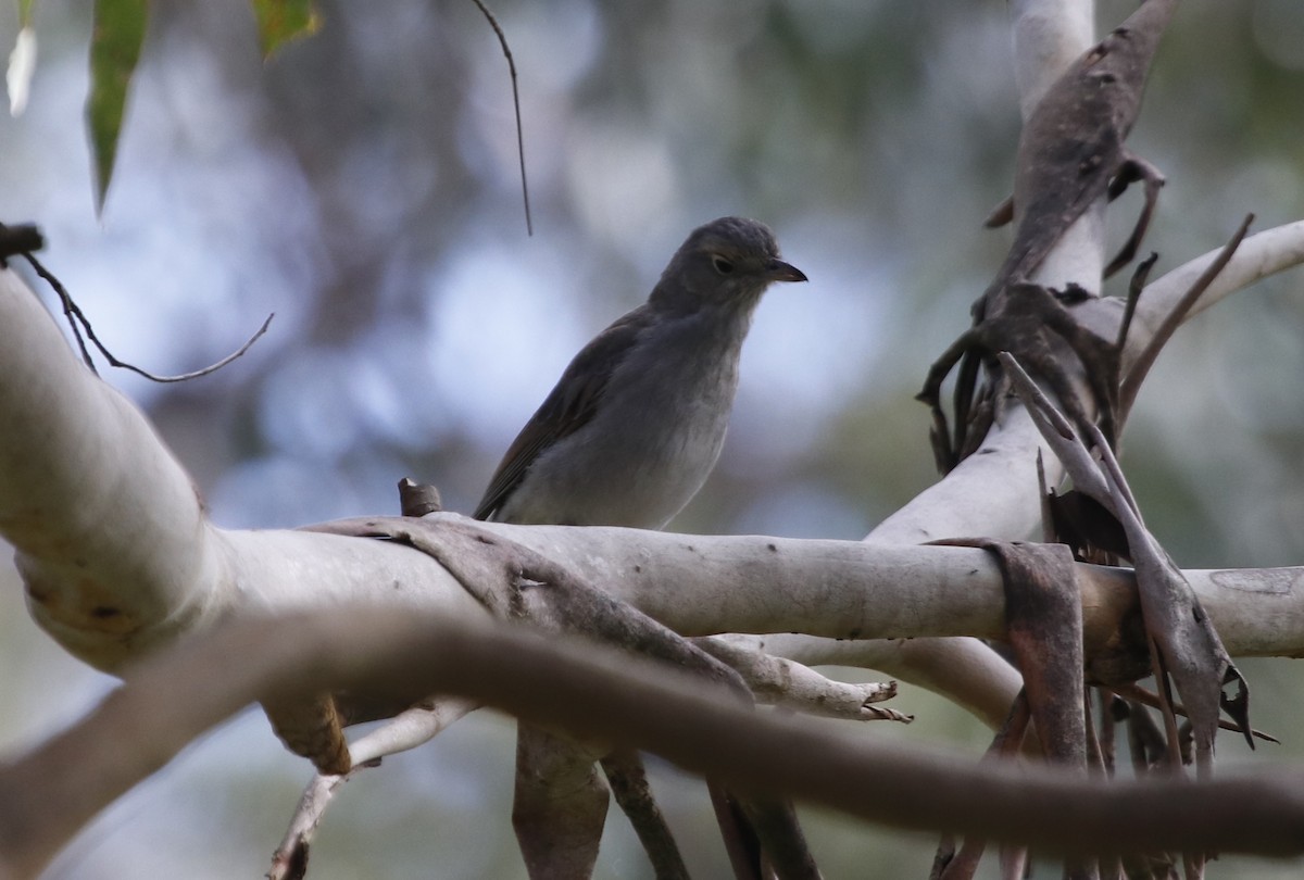 Gray Shrikethrush - ML645374788