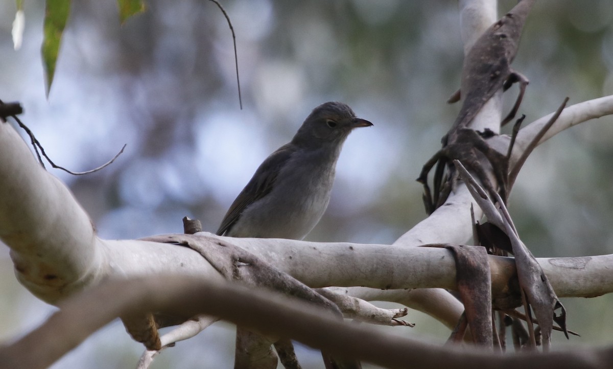 Gray Shrikethrush - ML645374789